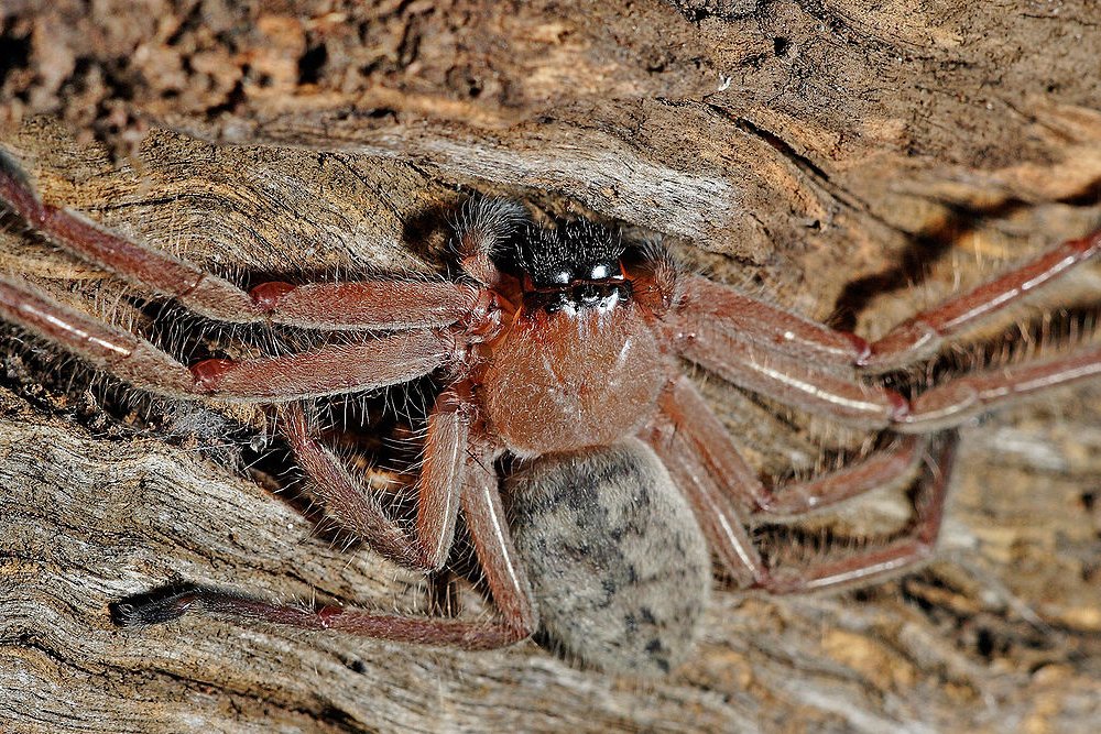 Гигантский паук охотник фото