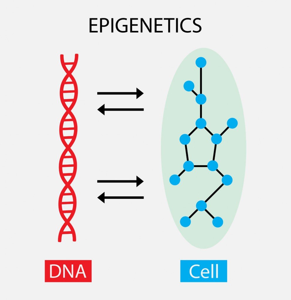 What Is Epigenetic Inheritance ScienceABC