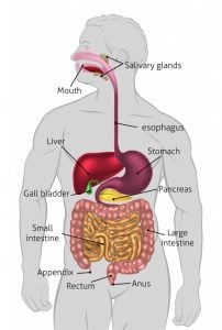 How Does The Human Digestive System Work Science ABC