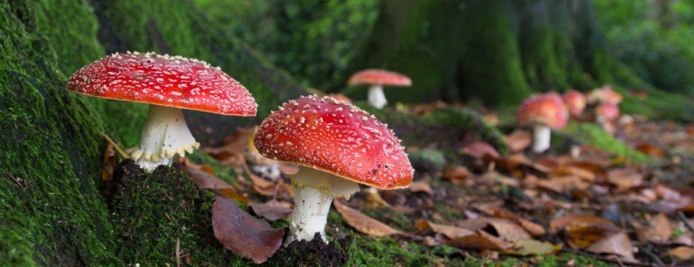 Growing Mushroom