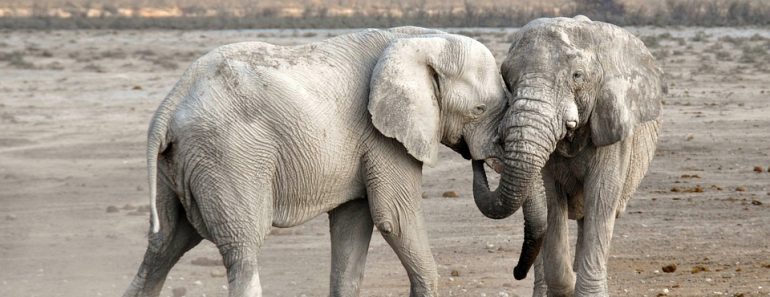 elephants playing