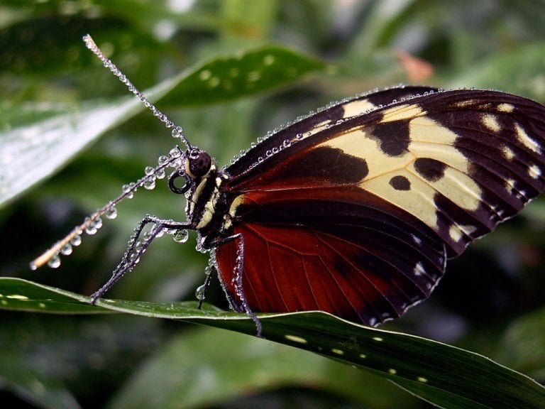 Do Butterflies Taste With Their Feet?