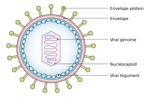 Can Viruses Be Killed? » ScienceABC