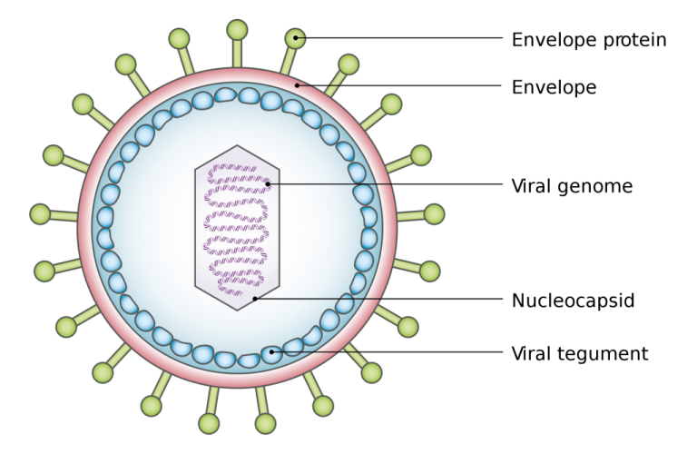 Can Viruses Be Killed? » ScienceABC