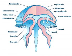 Do Jellyfish Have Brains? How Do They Function Without A Heart Or Brain?