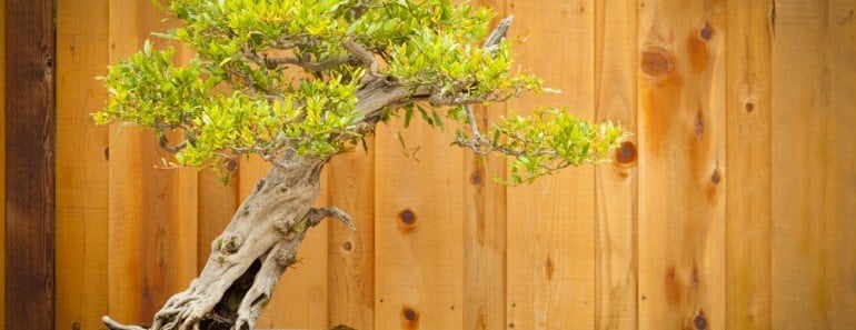 bonsai tree