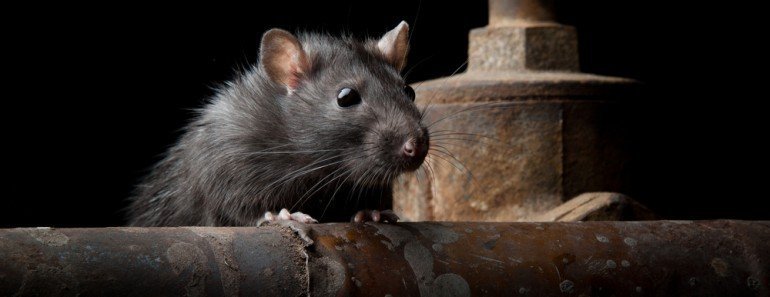 Why Are Rats The Most Preferred Animals For Experiments?