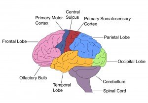 Does Losing One Sense Improve The Others? » ScienceABC