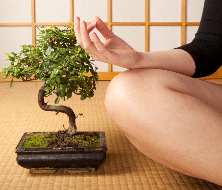 Great Why Are Bonsai Trees Small in the year 2023 Learn more here 