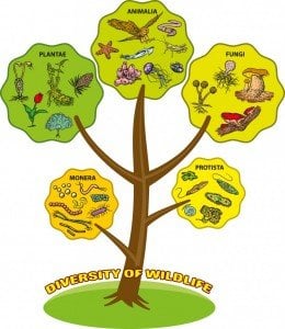 How Are Mushrooms More Similar To Humans Than Plants? » ScienceABC