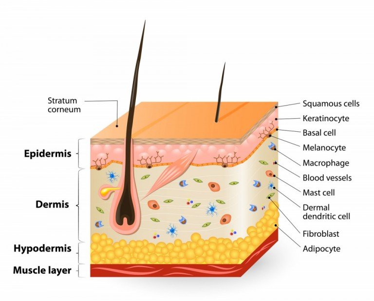 Why Skin Thickness On Different Parts Of The Body Varies?