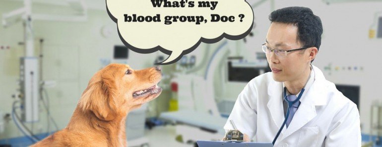 In Case of A Mishap, Can Your Pet's Blood Be Donated To Another Animal?