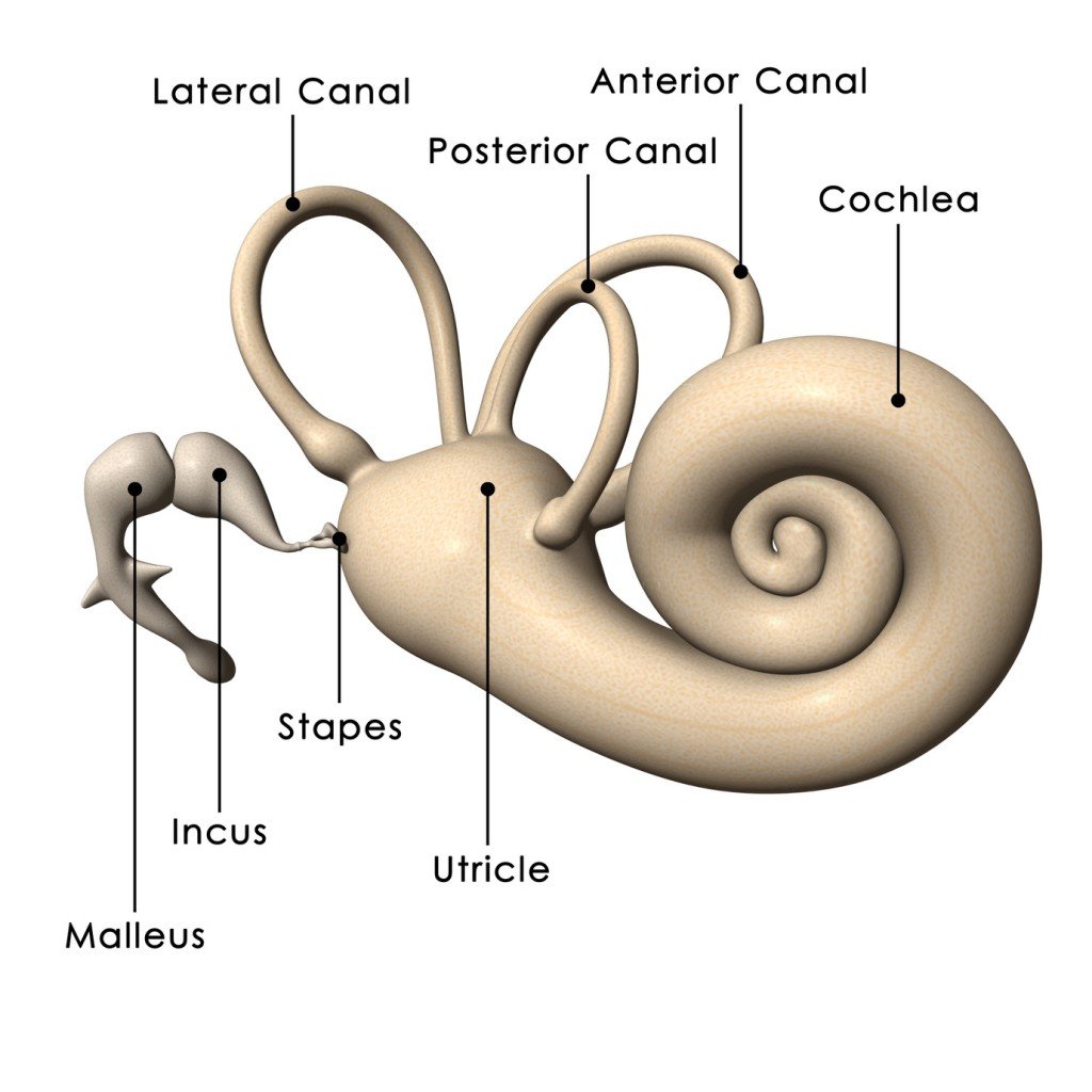[DIAGRAM] Diagram Of Internal Ear - MYDIAGRAM.ONLINE