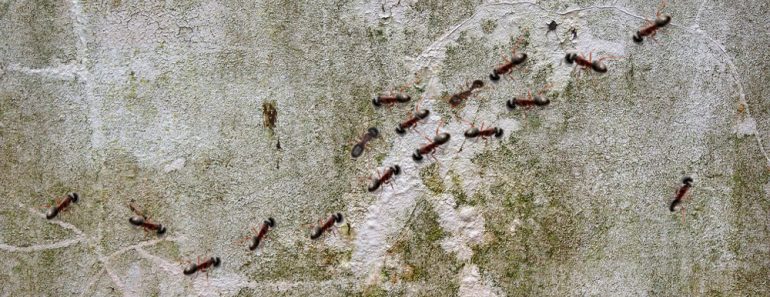 Why Do Ants Touch Each Other While Walking in Opposite Directions?