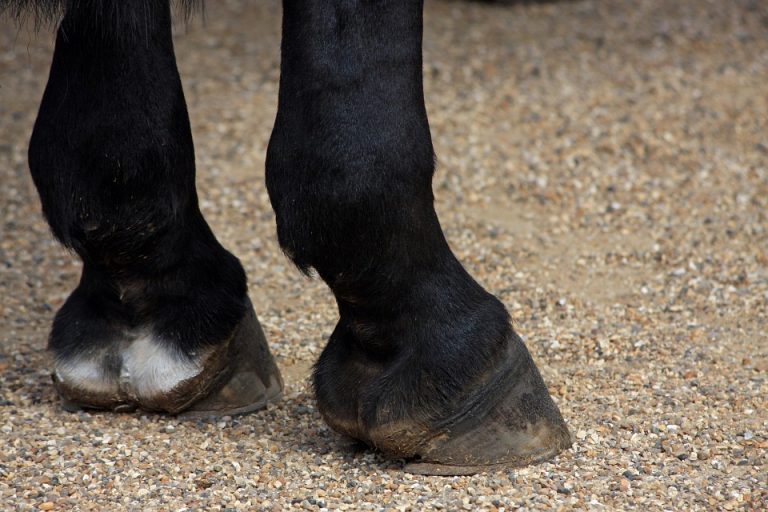 Why Do Horses Wear Shoes? » ScienceABC