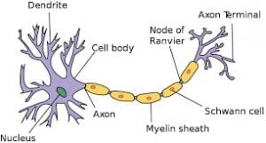 How Are Memories Stored And Retrieved? » Science ABC