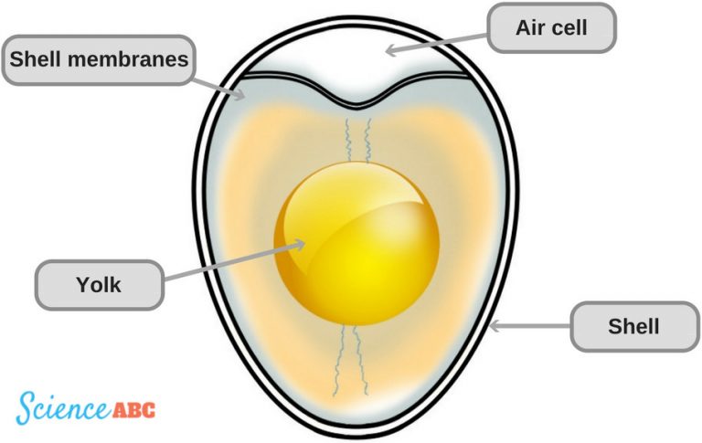 How Do Baby Birds Get Oxygen Inside Their Eggs? » ScienceABC