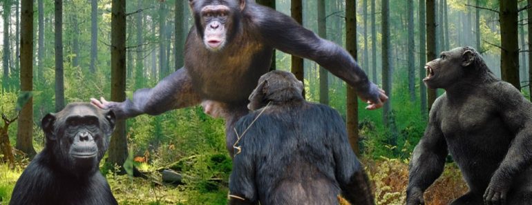 chimpanzee fight