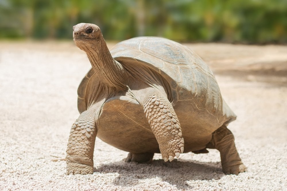 How Do Tortoises And Turtles Live For So Long Science Abc