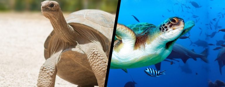 How Do Tortoises And Turtles Live For So Long?