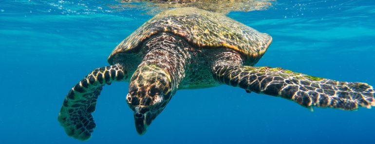 Sea turtle tortoise