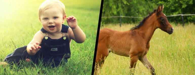 Human baby & Horse baby