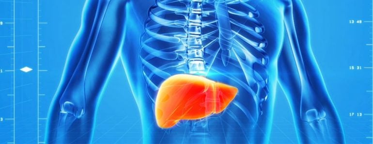 Liver in human body