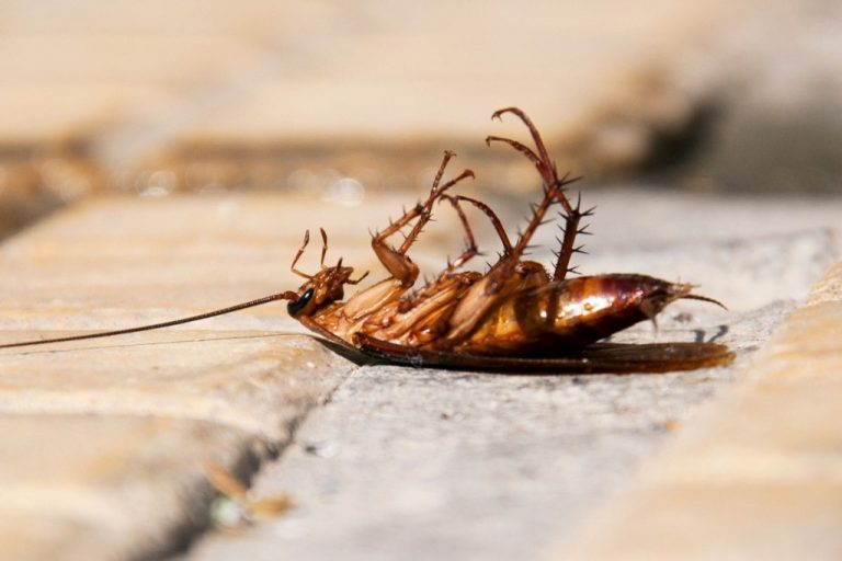 Why Do Cockroaches Die On Their Backs? » ScienceABC