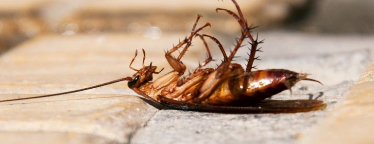 cockroach on its back