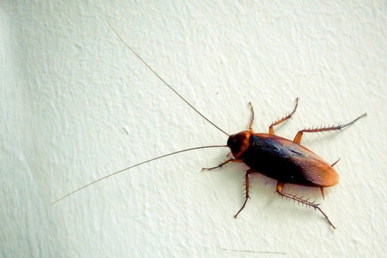 Why Do Cockroaches Die On Their Backs? » ScienceABC