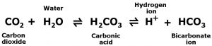 How Do We Produce CO2? Why Do We Exhale Carbon Dioxide?