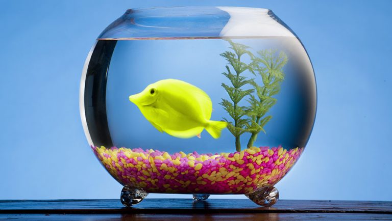 Why Do Fish Sometimes Die After A Water Change? » ScienceABC