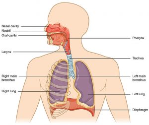 Why Does Your Voice Change When You Have A Sore Throat? » ScienceABC