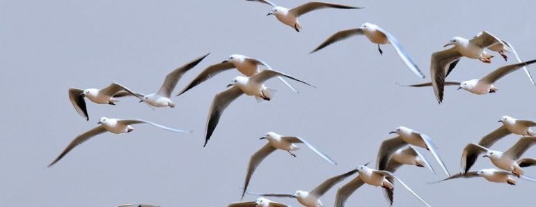 birds group flying together