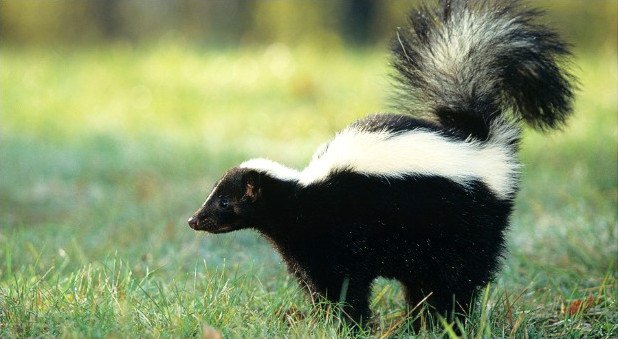 skunk spray toxic