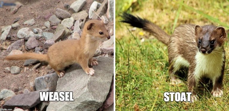 Weasel: Facts You Should Know Before Getting A Weasel Pet