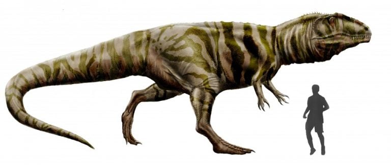 a giganotosaurus