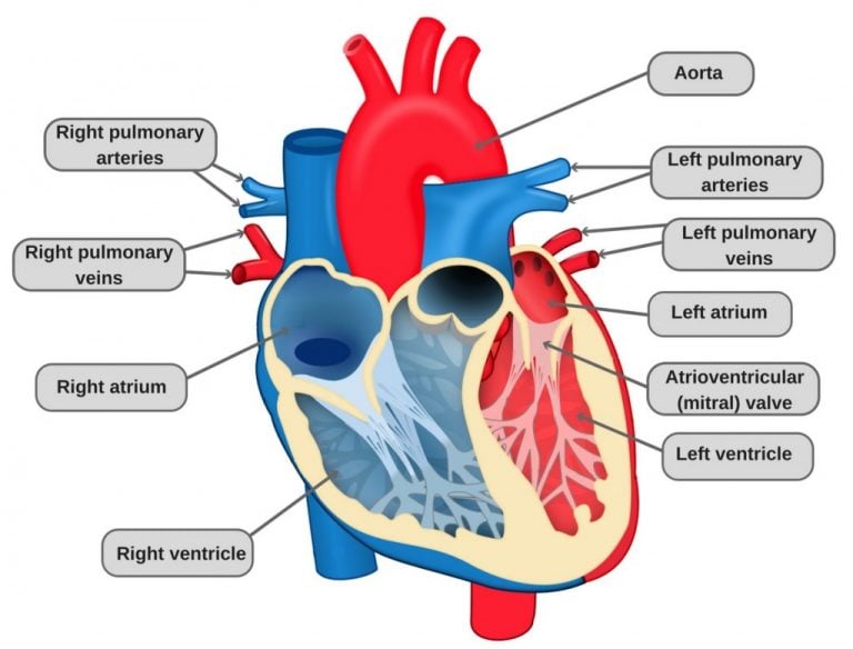 Does Your Heart Stop When You Sneeze Science Abc