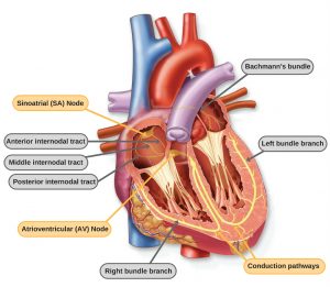 Does Your Heart Stop When You Sneeze? » ScienceABC