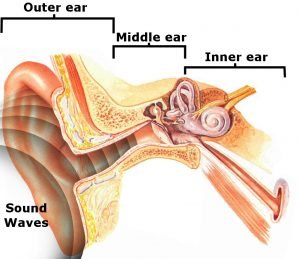 Basilar Membrane: What Is It? What Are Its Functions? » ScienceABC