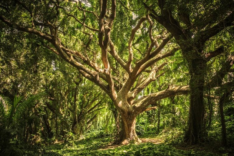 How Paper Is Made   Nature Old Tree 768x512 