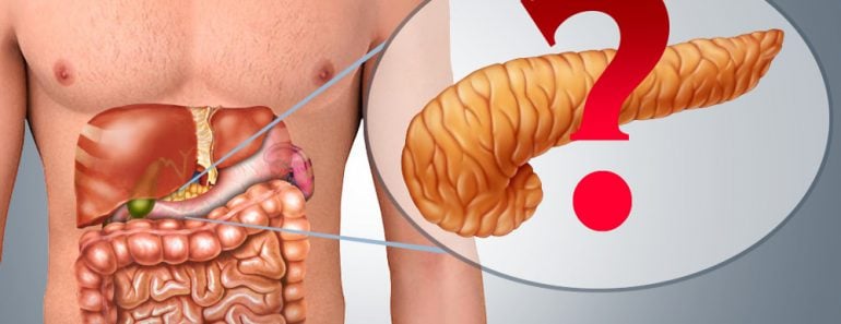 Pancreas in Human body