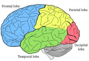 What Is Aphantasia? » ScienceABC