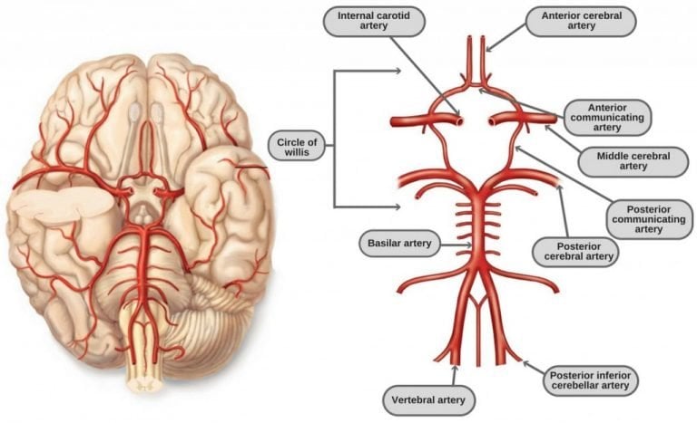 Circle Of Willis Anatomy Diagram And Functions Science Abc