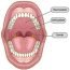 What Is a Uvula? What Are The Functions of Uvula?