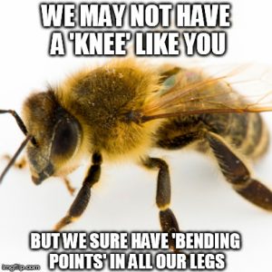 Do Bees Have Knees? » Science ABC