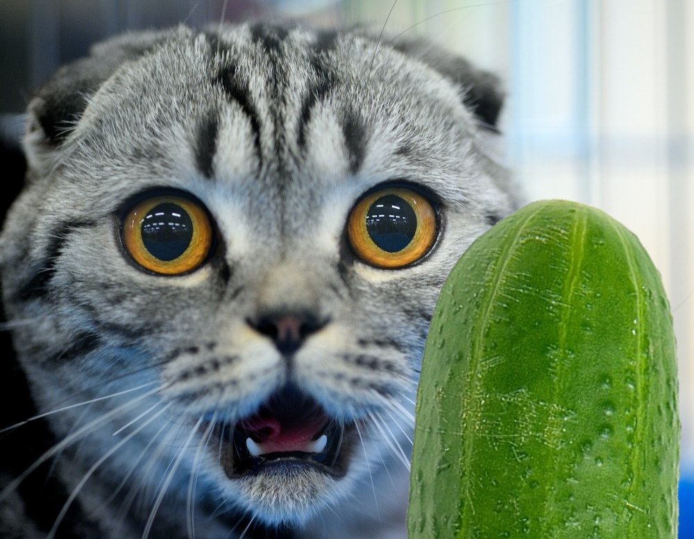 Cats And Cucumbers Why Are Cats Afraid Of Cucumbers 