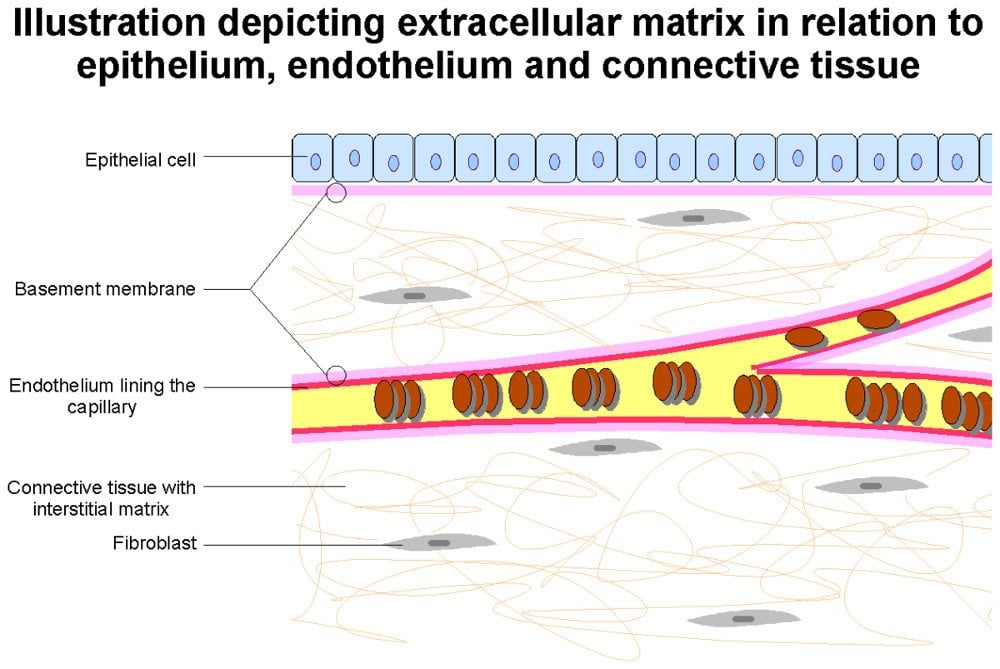 extracellular fluid consists of