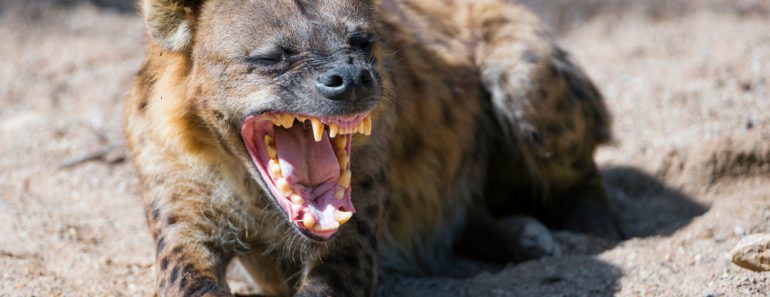 Hyena laughing