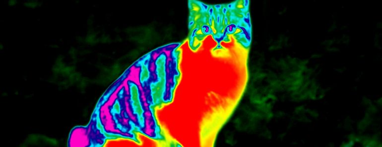 Infrared cat featured